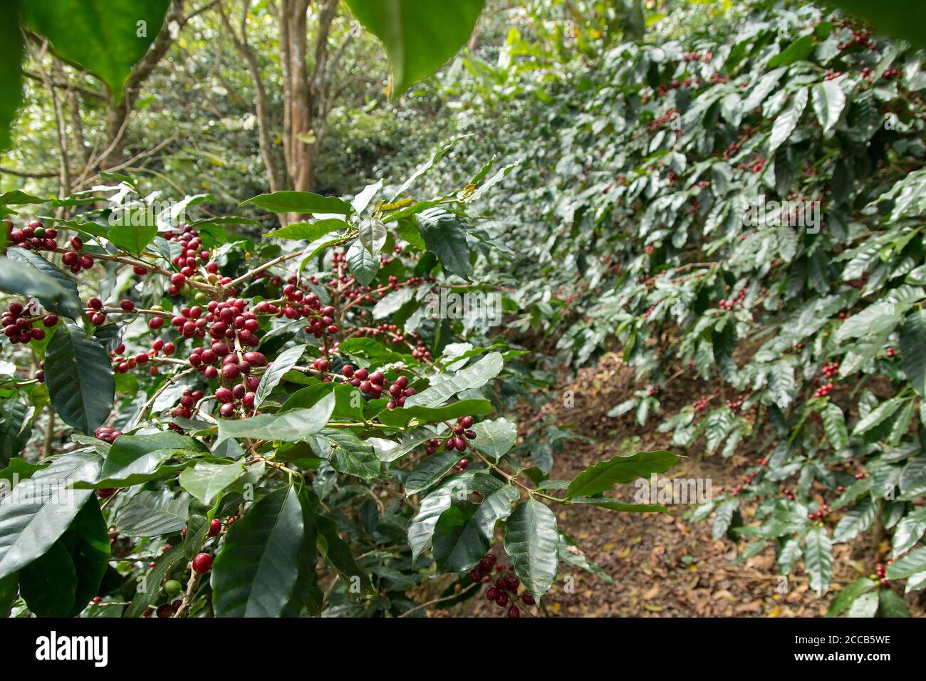 Piantagione di caffè con ciliegie di caffè rosso mature, coltivate sotto l'ombra della foresta in una montagna dell'honduras Foto Stock