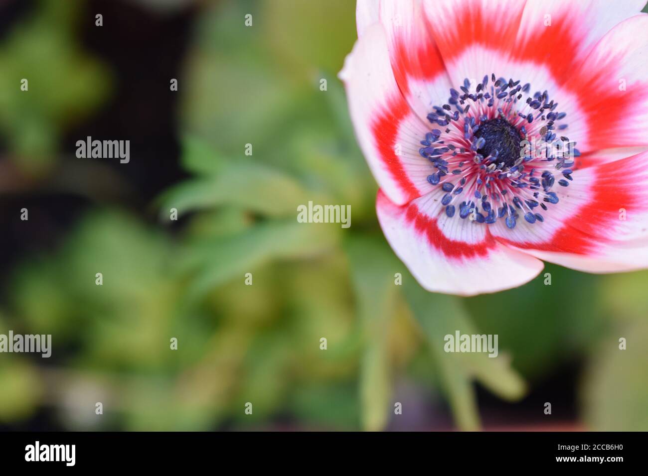 Pianta erbacea perenne con rosetta basale di poche foglie con tre fogli ciascuno profondamente lobed sopportati singolarmente su gambo alto con whorl di foglie piccole Foto Stock