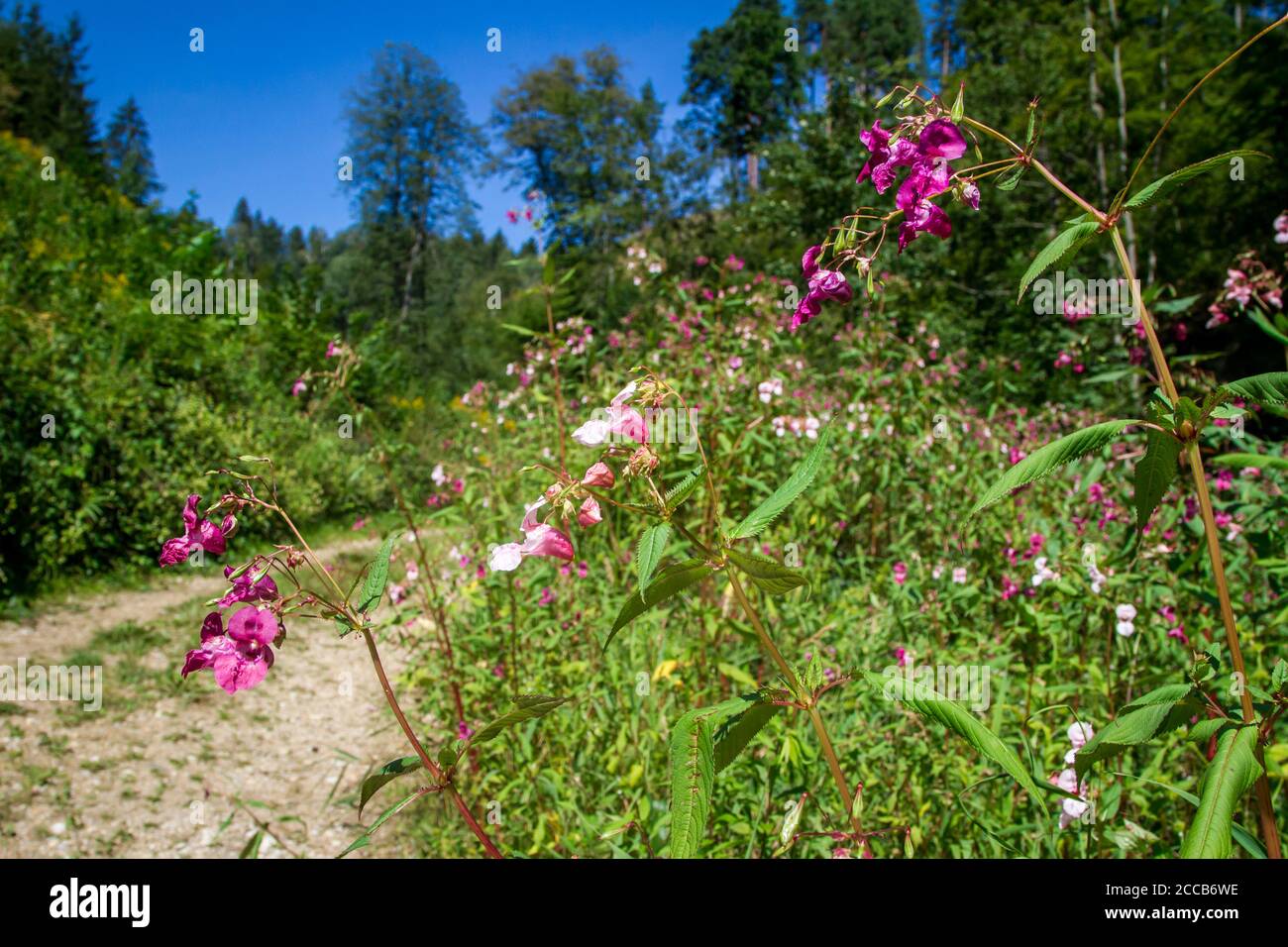 Impatiens glandulifera, una pianta invasiva che cresce vicino al Kamptal-Seenweg 620, escursioni vicino al lago artificiale di Dobra, Waldviertel, Austria Foto Stock