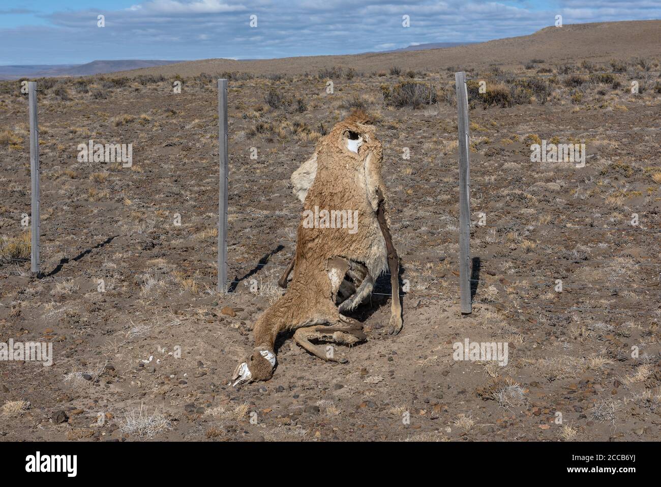 Guanaco morto in una recinzione, Patagonia, Argentina Foto Stock