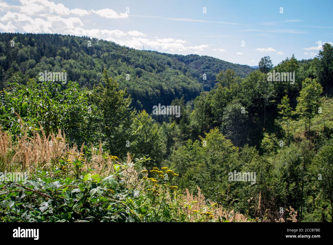 Foresta, Kamptal-Seenweg 620, escursioni nei pressi del lago artificiale di Dobra, Waldviertel, Austria Foto Stock