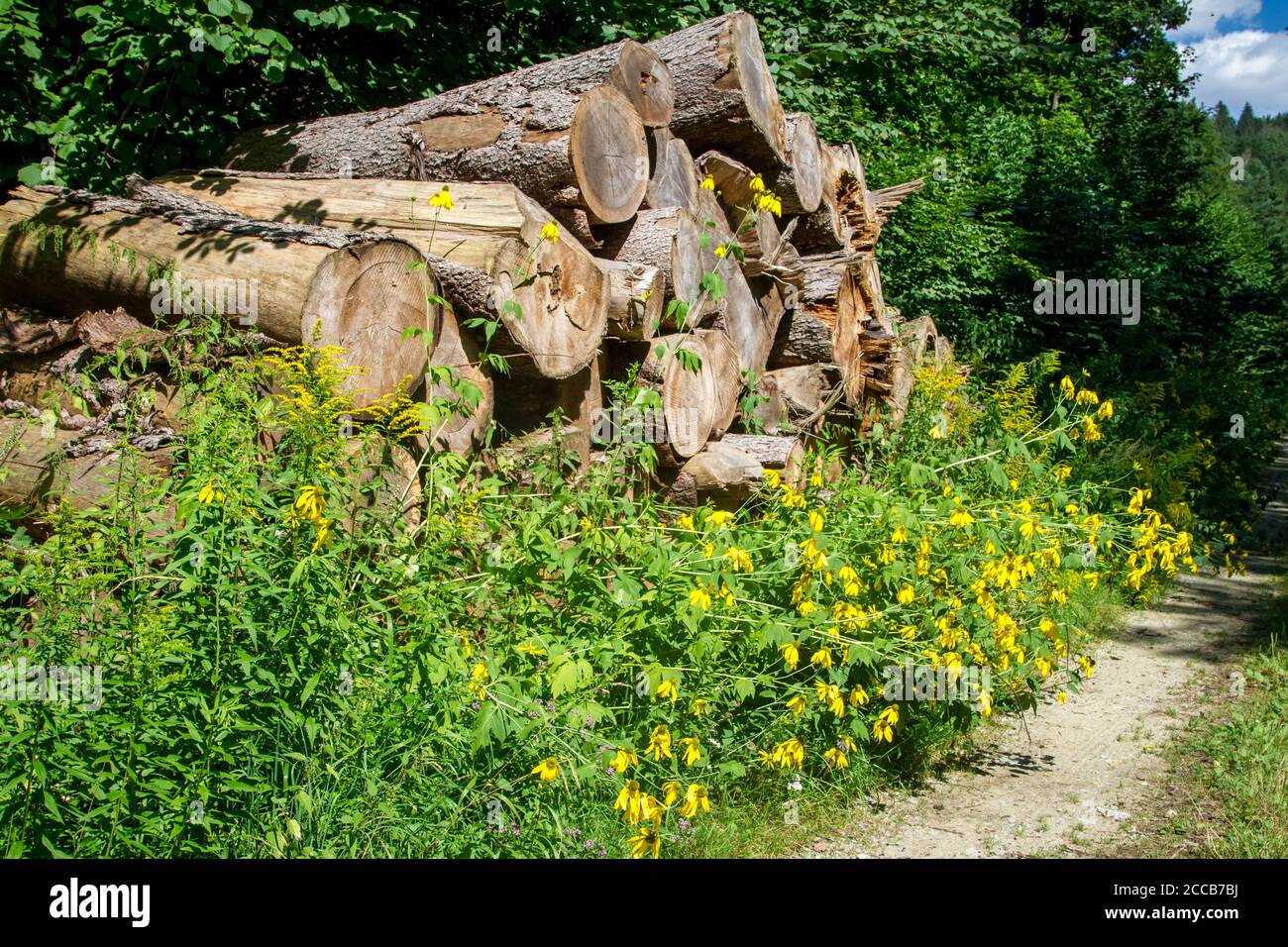 Pali di legno nella foresta, Kamptal-Seenweg 620, escursioni vicino Dobra Reservoir, Waldviertel, Austria Foto Stock