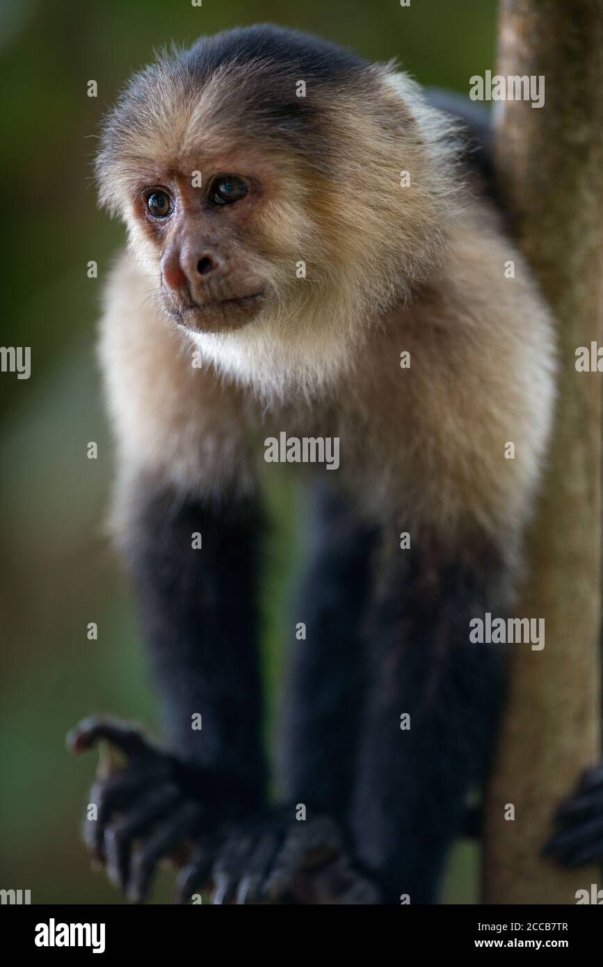 Ritratto in primo piano di una scimmia cappuccina (Cebus cappucinus) adulta di colore bianco al Parco Nazionale di Cahuita in Costa Rica. Foto Stock