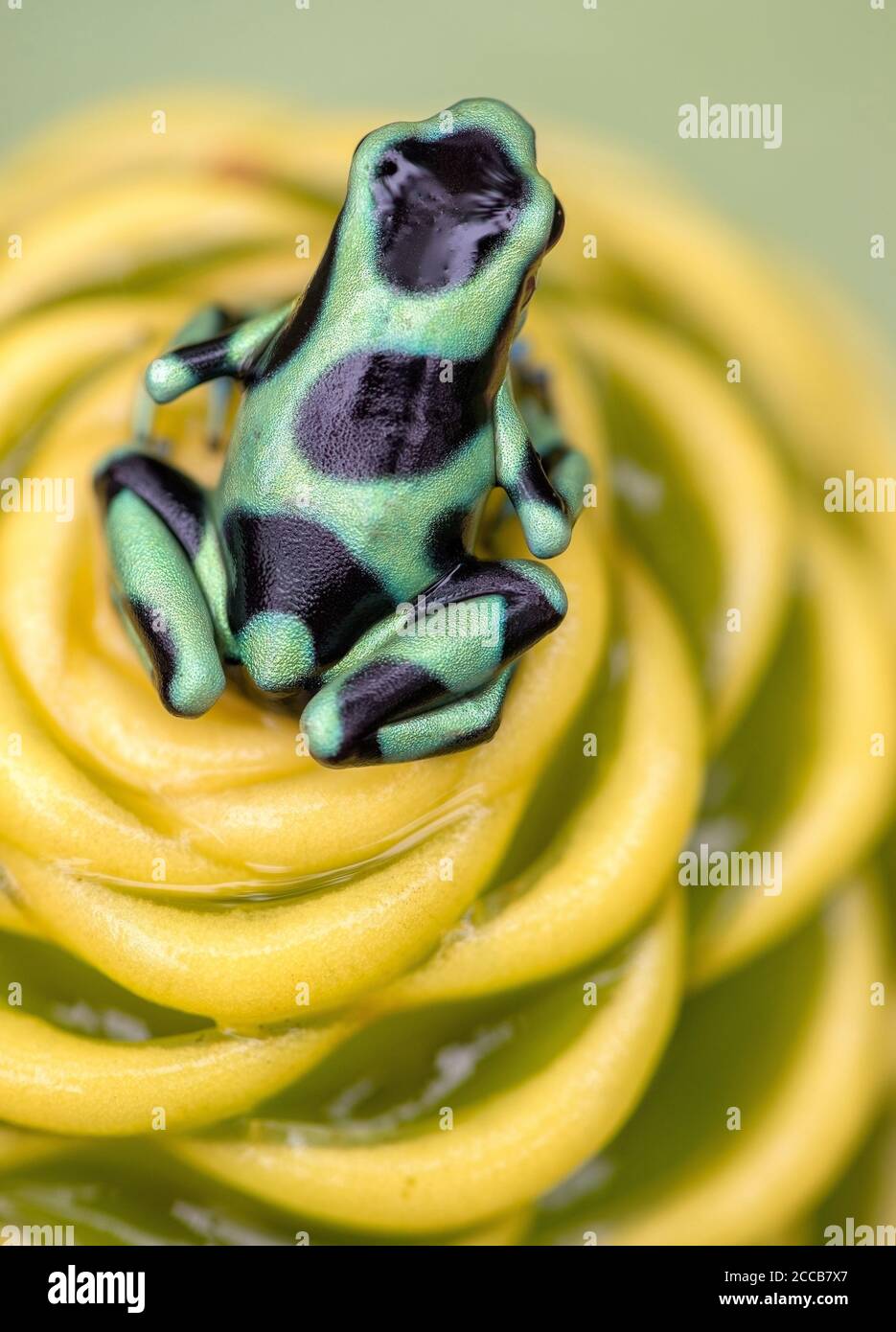 Una rana verde e nera di veleno (Dendrobates auratus) appollaiata in cima a una pianta di zenzero aurifero dorato bagnata dalla pioggia nelle giungle della Costa Rica. Foto Stock