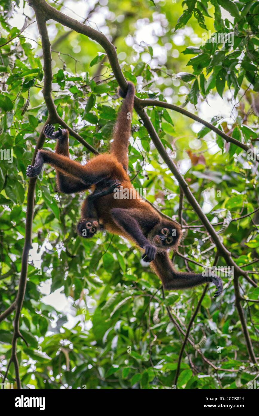 Una scimmia ragno femmina adulta (Ateles geoffroyi) pende da un ramo di albero dalla sua coda mentre il suo bambino si aggrappa allo stomaco in Costa Rica. Foto Stock