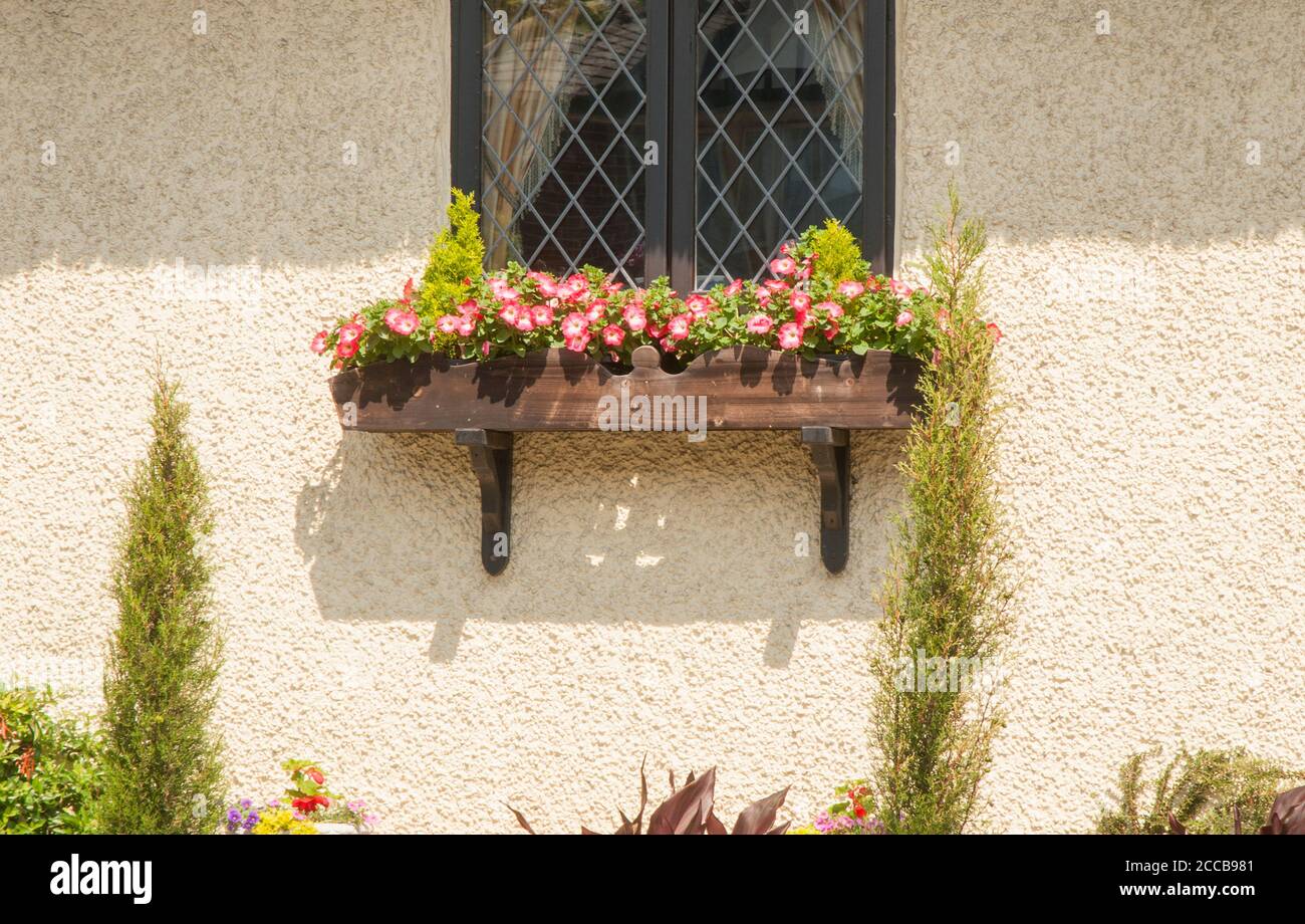 Primo piano di una finestra box pieno di fiori in estate sotto la finestra di un cottage di campagna Foto Stock