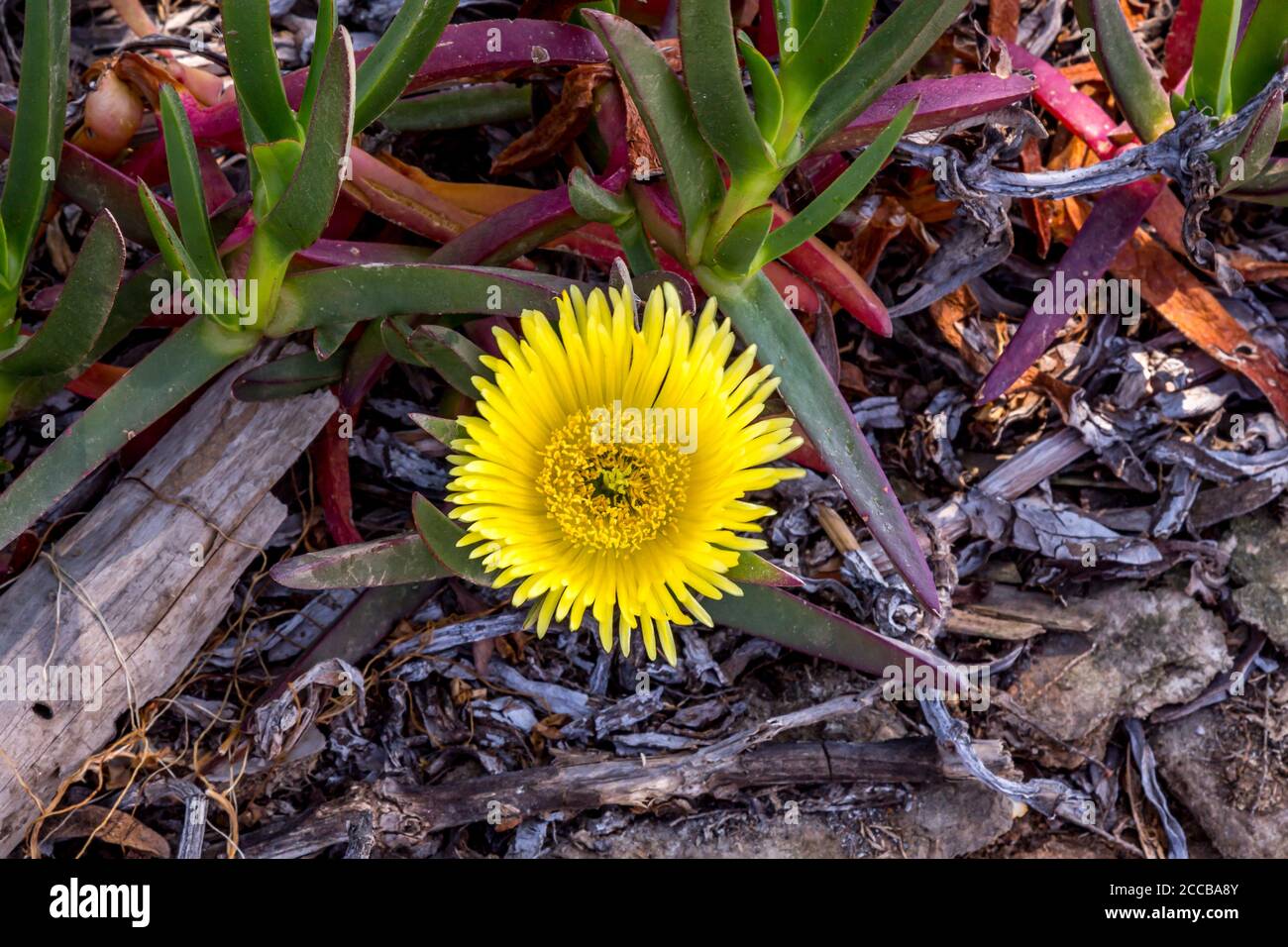 Fiore giallo selvaggio sull'isola di Rodi Foto Stock