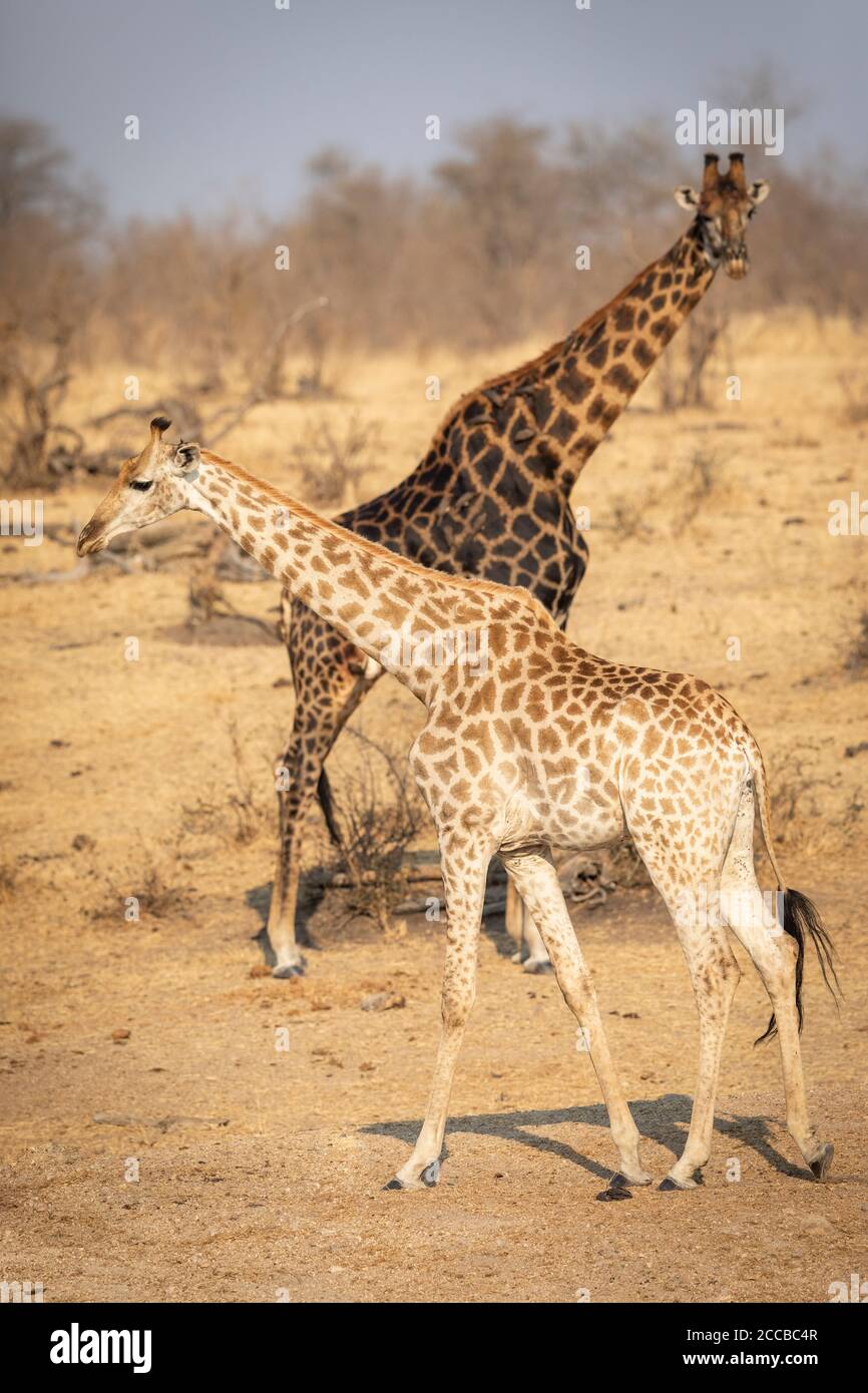 Ritratto verticale di giraffa più chiara e più scura che camminava passava ciascuno Altro a Kruger Park Sud Africa Foto Stock