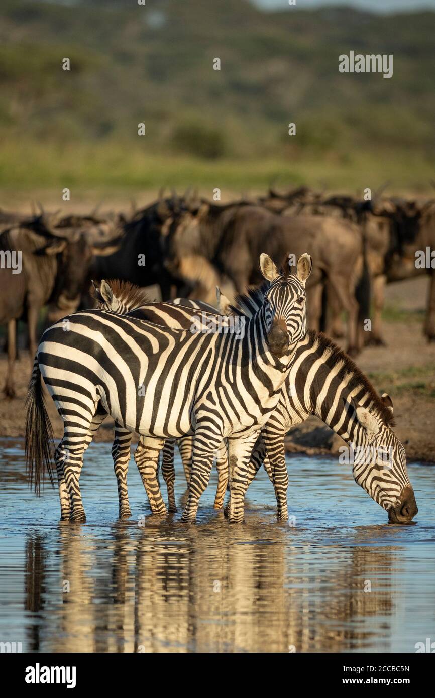 Bella luce solare due zebre adulti e i loro bambini in piedi e. bere acqua con la luce di cattura nei loro occhi in oro luce del tardo pomeriggio con migr Foto Stock