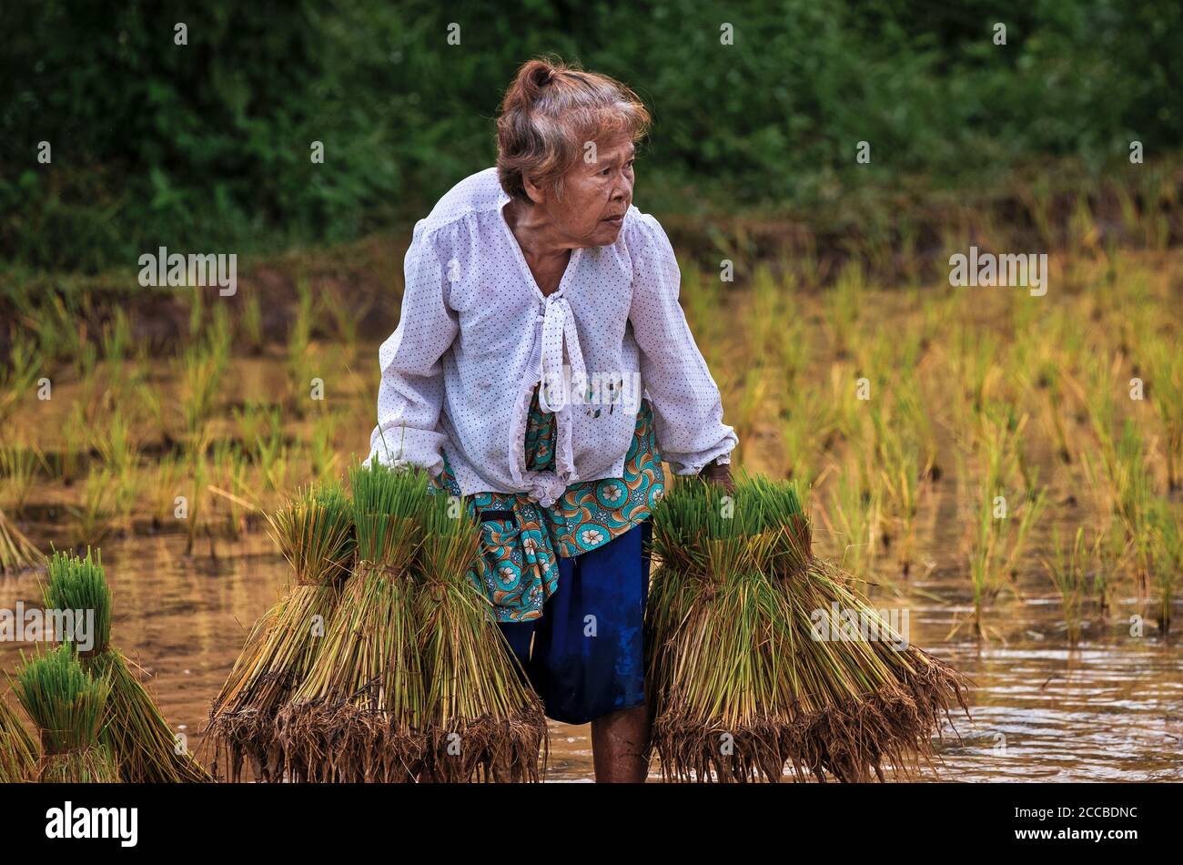 Trapiantare riso nella Thailandia rurale Foto Stock