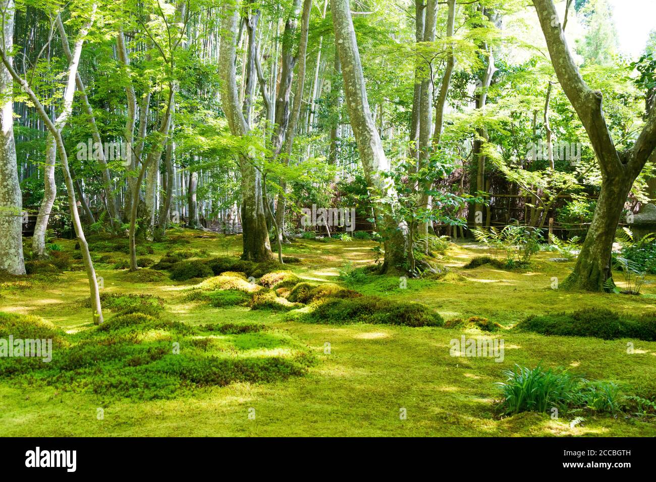 Kyoto Giappone Tempio Di Gio Ji A Kyoto Giappone Foto Stock Alamy