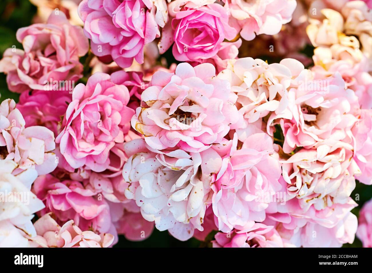 Eleganti petali rosa delicati di rose come una texture di fondo fiore. Motivi floreali dello sfondo. Sfondo decorazione di nozze Foto Stock