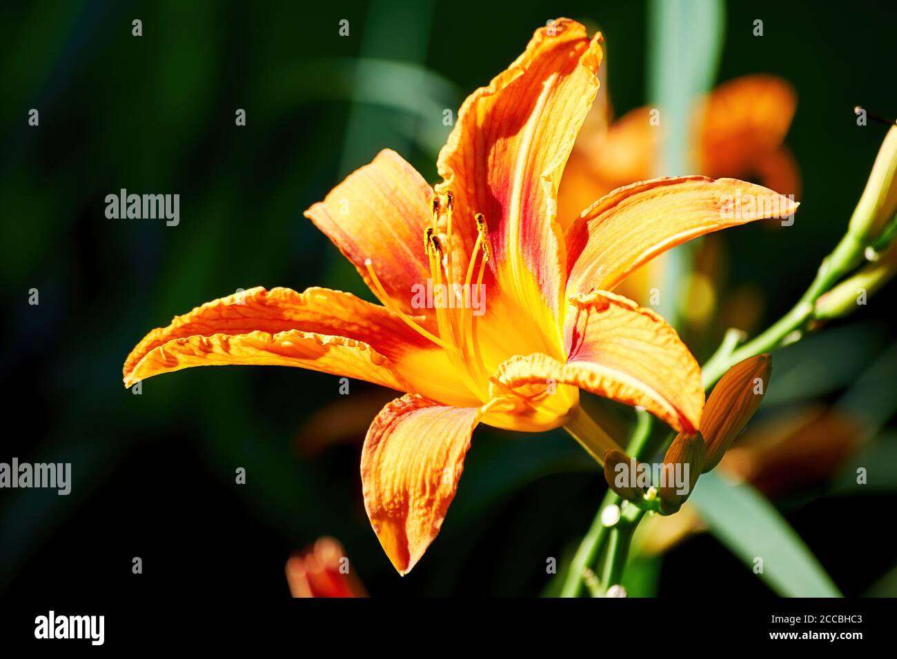 Piccolo elegante giglio arancione sul letto di fiori in giardino. Sfondi a base di erbe e fiori Foto Stock