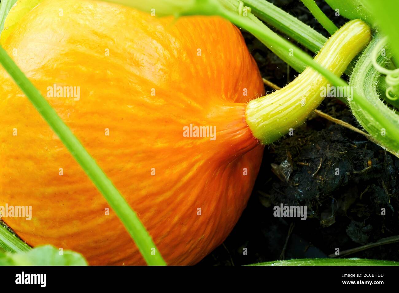 Zucca arancione cruda sul letto da giardino preparato per la celebrazione di Halloween. Raccolta stagionale e agricoltura. Verdure mature Foto Stock