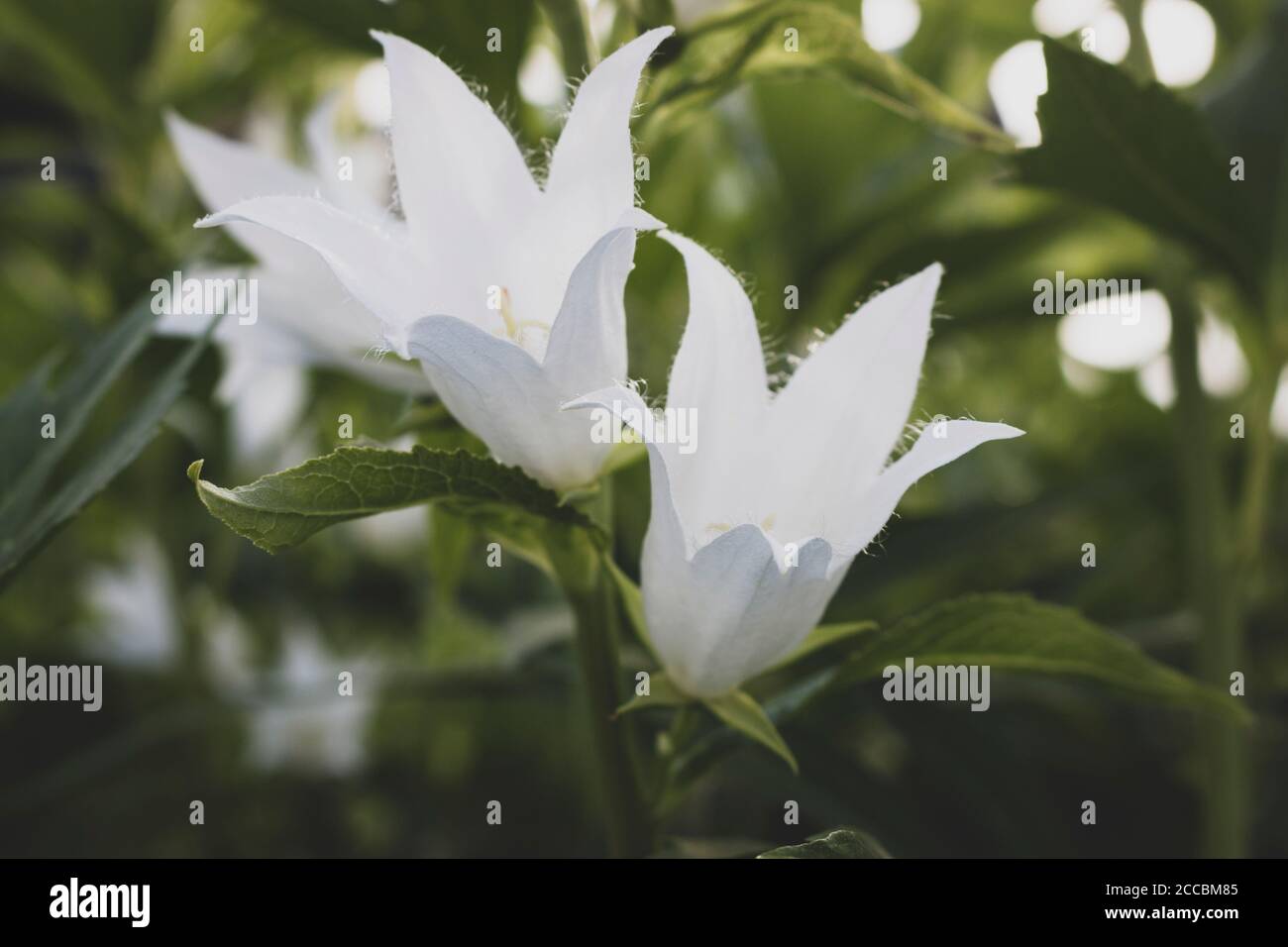 La Campanula latifolia (Campanula latifolia) è una specie di fiore di uccello della famiglia Campanulaceae. È anche conosciuta come la campanula grande Foto Stock