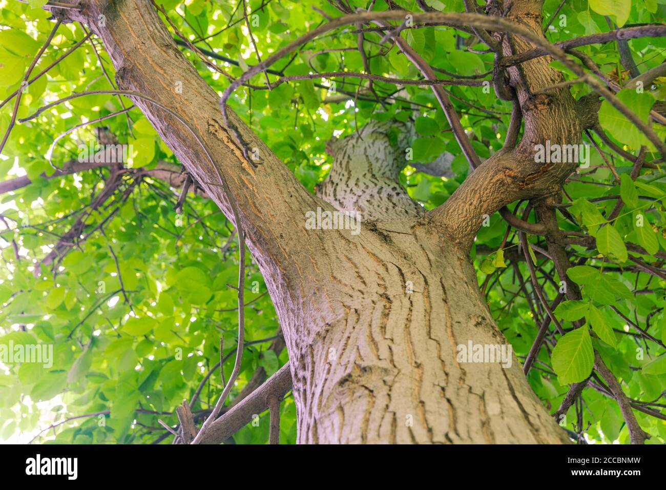 Vista ravvicinata del noce. Sfondo verde delle foglie. Foto Stock