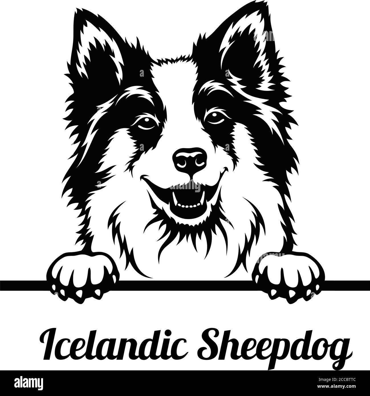 Cane da peeking - razza islandese di Sheepdog - testa isolata sopra bianco Illustrazione Vettoriale