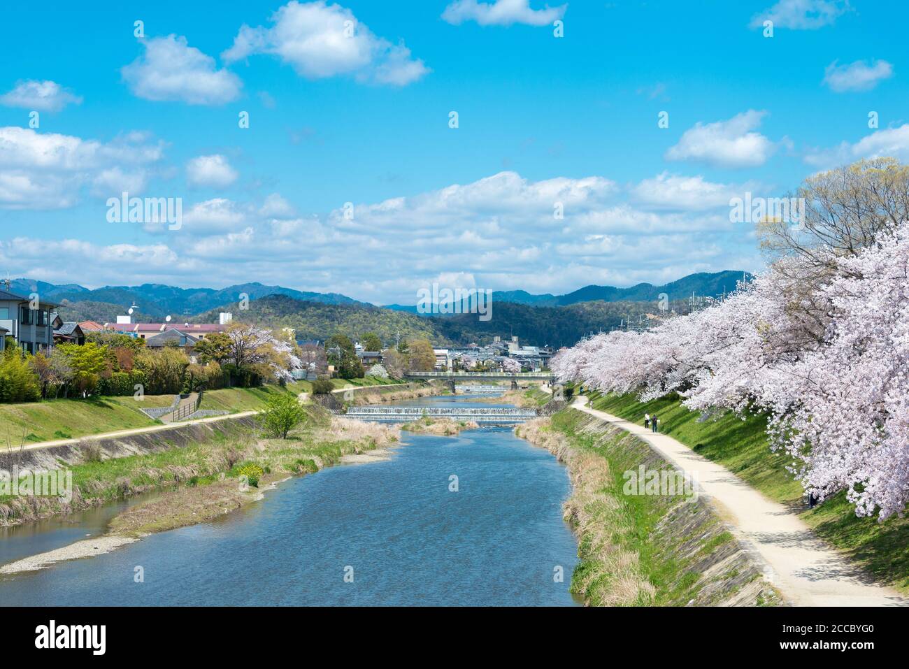 Kyoto, Giappone - Apr 06 2020 - fioritura dei ciliegi lungo il fiume Takano a Kyoto, Giappone. Le rive del fiume sono luoghi popolari a piedi per residenti e turisti Foto Stock