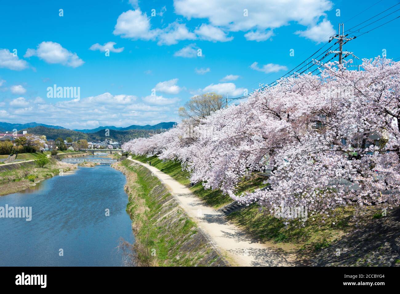 Fioritura dei ciliegi lungo il fiume Takano a Kyoto, Giappone. Le rive del fiume sono luoghi popolari a piedi per residenti e turisti. Foto Stock