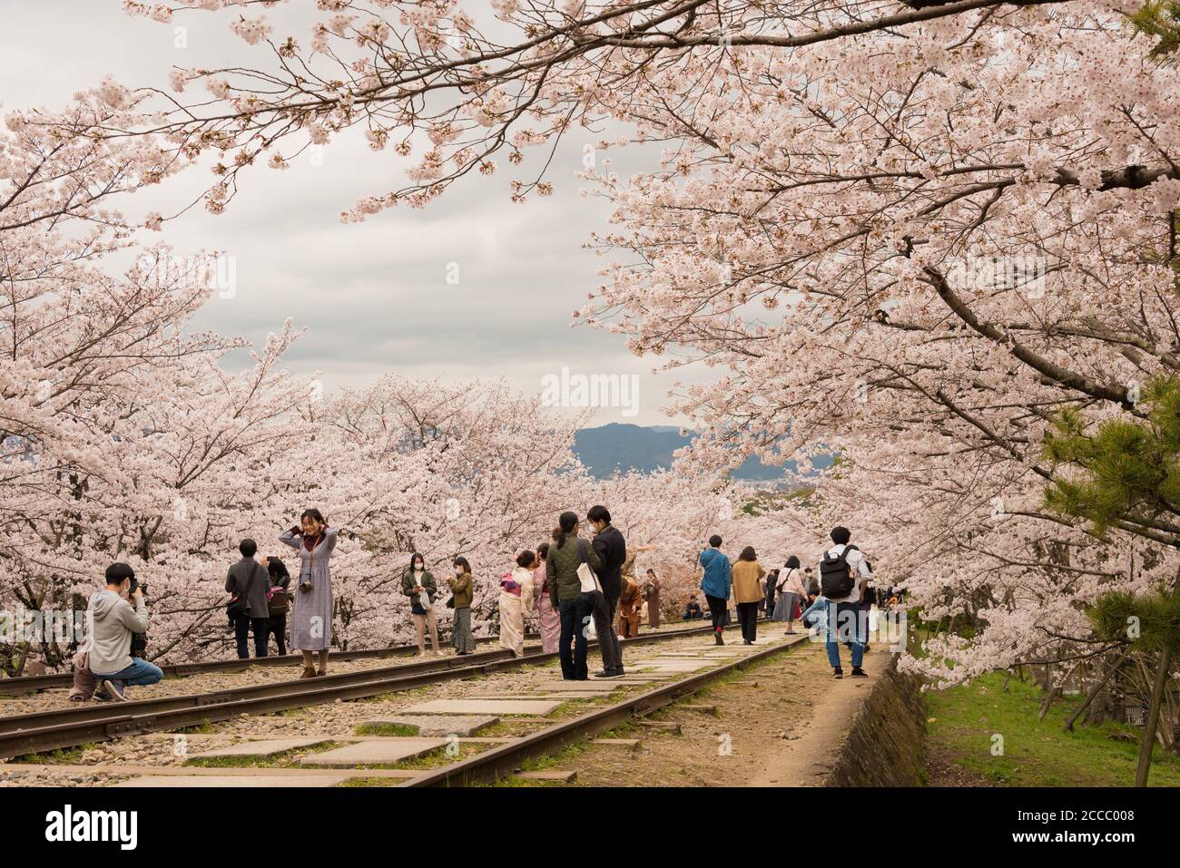 Fioritura dei ciliegi lungo il sito di Keage Incline a Kyoto, Giappone. Keage Incline è uno dei posti migliori per godersi la stagione della fioritura dei ciliegi a Kyoto. Foto Stock