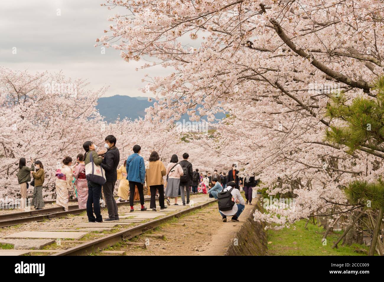 Fioritura dei ciliegi lungo il sito di Keage Incline a Kyoto, Giappone. Keage Incline è uno dei posti migliori per godersi la stagione della fioritura dei ciliegi a Kyoto. Foto Stock