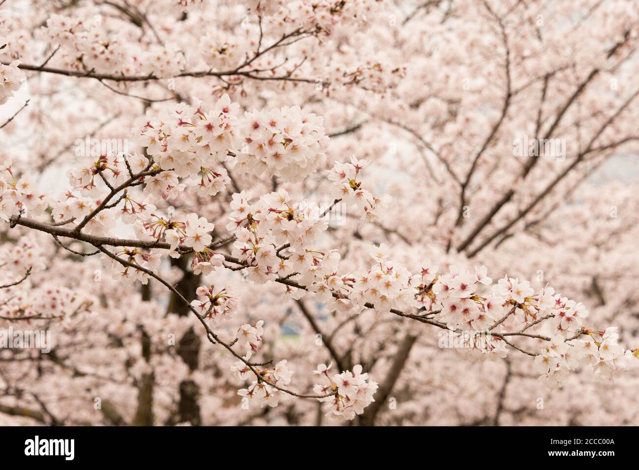 Kyoto, Giappone - Mar 31 2020 - fioritura dei ciliegi presso il sito di Keage Incline a Kyoto, Giappone. Keage Incline è uno dei posti migliori per godersi la ciliegia blo Foto Stock