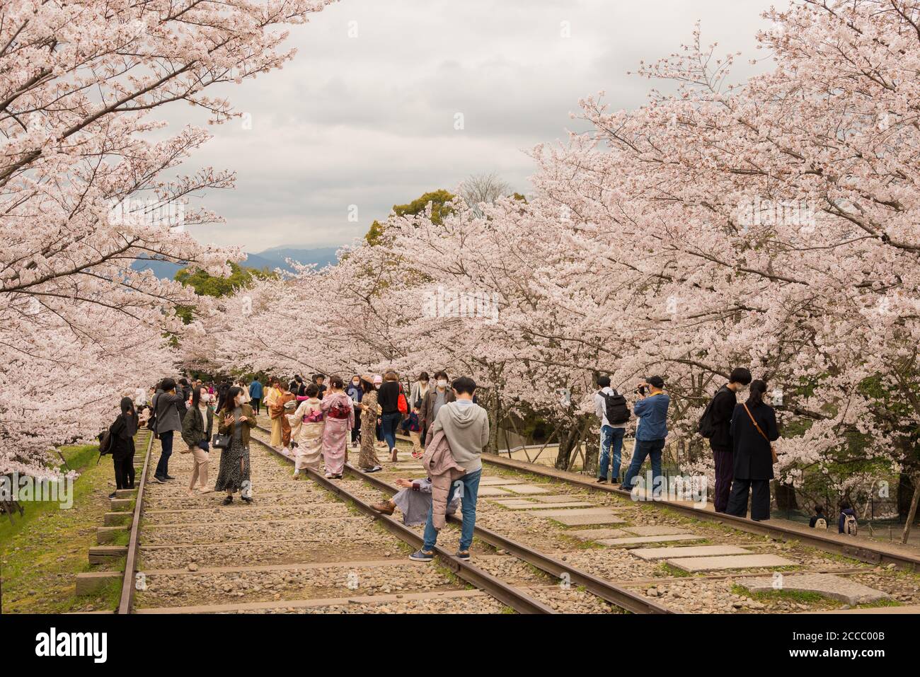 Fioritura dei ciliegi lungo il sito di Keage Incline a Kyoto, Giappone. Keage Incline è uno dei posti migliori per godersi la stagione della fioritura dei ciliegi a Kyoto. Foto Stock