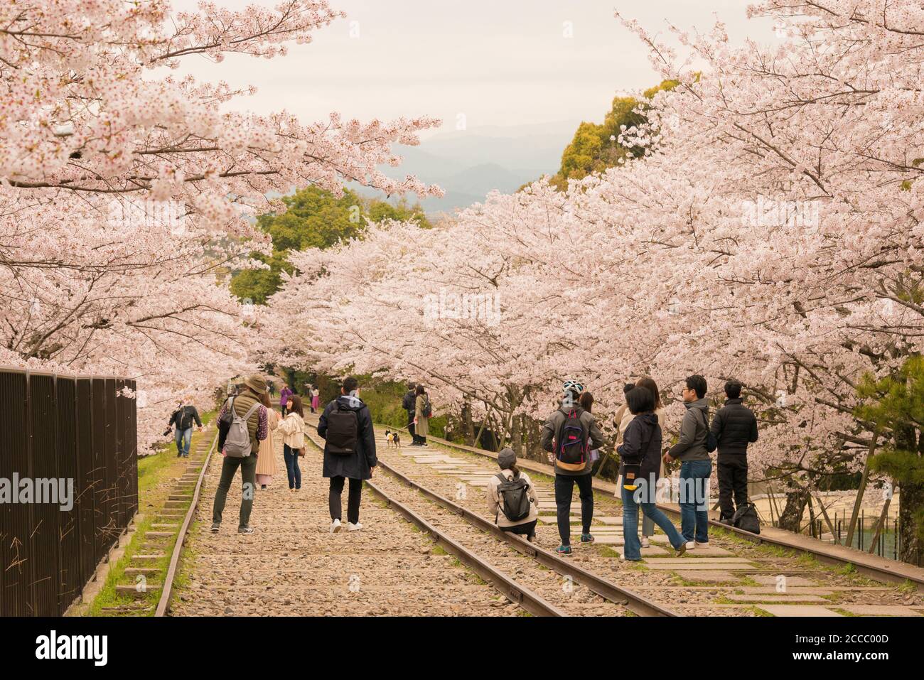 Fioritura dei ciliegi lungo il sito di Keage Incline a Kyoto, Giappone. Keage Incline è uno dei posti migliori per godersi la stagione della fioritura dei ciliegi a Kyoto. Foto Stock
