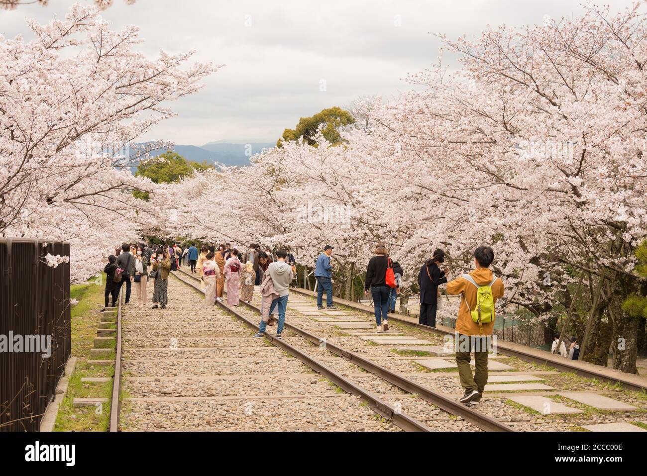 Fioritura dei ciliegi lungo il sito di Keage Incline a Kyoto, Giappone. Keage Incline è uno dei posti migliori per godersi la stagione della fioritura dei ciliegi a Kyoto. Foto Stock