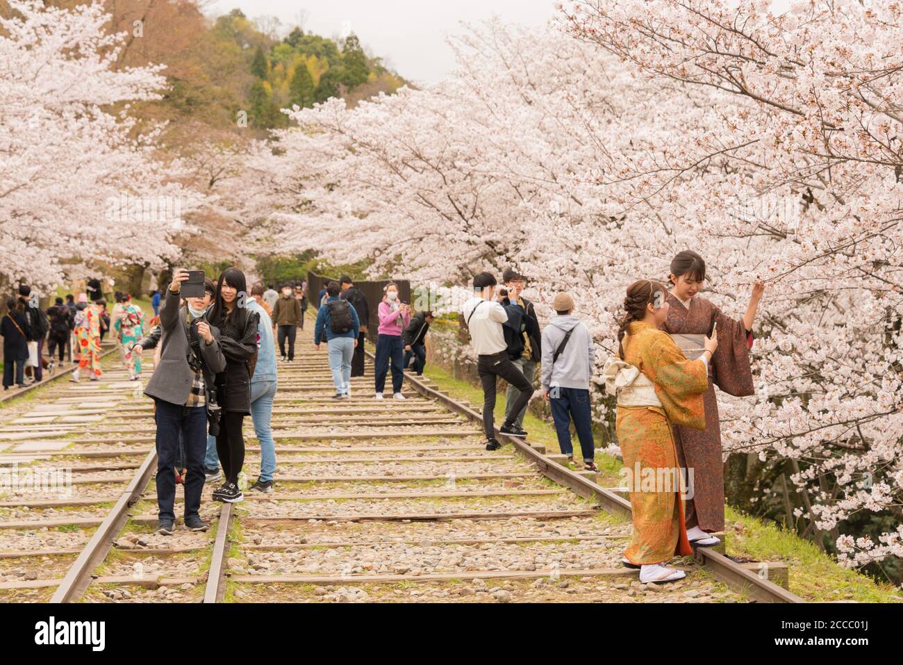Fioritura dei ciliegi lungo il sito di Keage Incline a Kyoto, Giappone. Keage Incline è uno dei posti migliori per godersi la stagione della fioritura dei ciliegi a Kyoto. Foto Stock