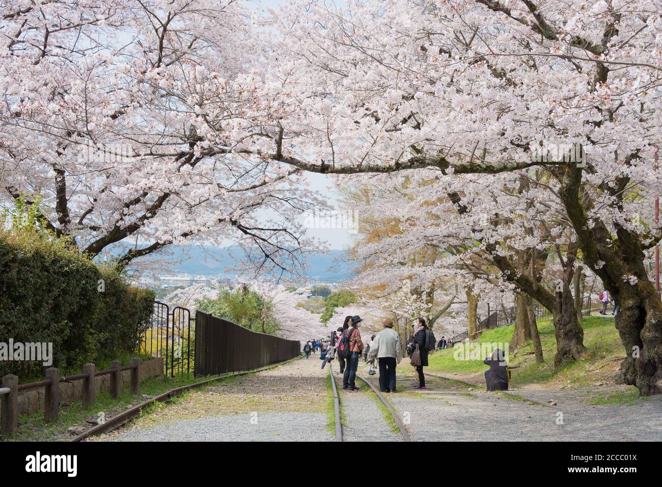 Fioritura dei ciliegi lungo il sito di Keage Incline a Kyoto, Giappone. Keage Incline è uno dei posti migliori per godersi la stagione della fioritura dei ciliegi a Kyoto. Foto Stock