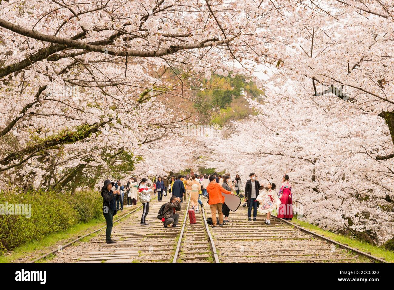 Fioritura dei ciliegi lungo il sito di Keage Incline a Kyoto, Giappone. Keage Incline è uno dei posti migliori per godersi la stagione della fioritura dei ciliegi a Kyoto. Foto Stock