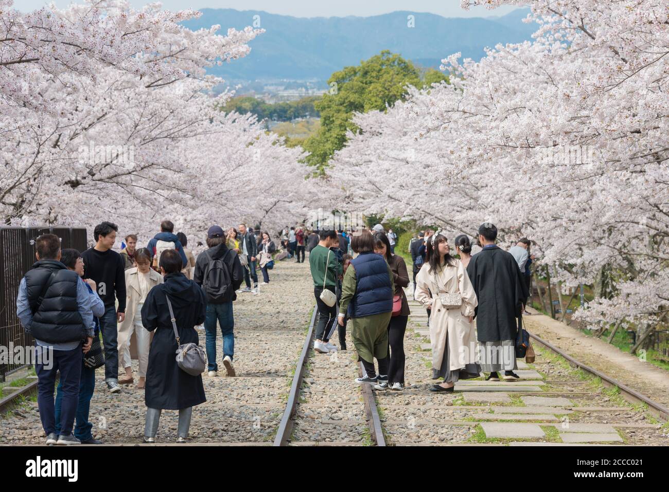 Fioritura dei ciliegi lungo il sito di Keage Incline a Kyoto, Giappone. Keage Incline è uno dei posti migliori per godersi la stagione della fioritura dei ciliegi a Kyoto. Foto Stock