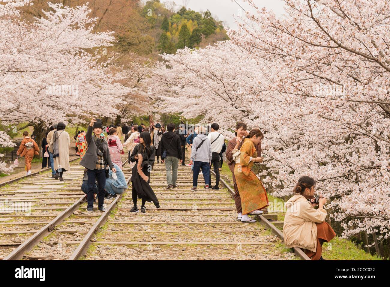 Fioritura dei ciliegi lungo il sito di Keage Incline a Kyoto, Giappone. Keage Incline è uno dei posti migliori per godersi la stagione della fioritura dei ciliegi a Kyoto. Foto Stock