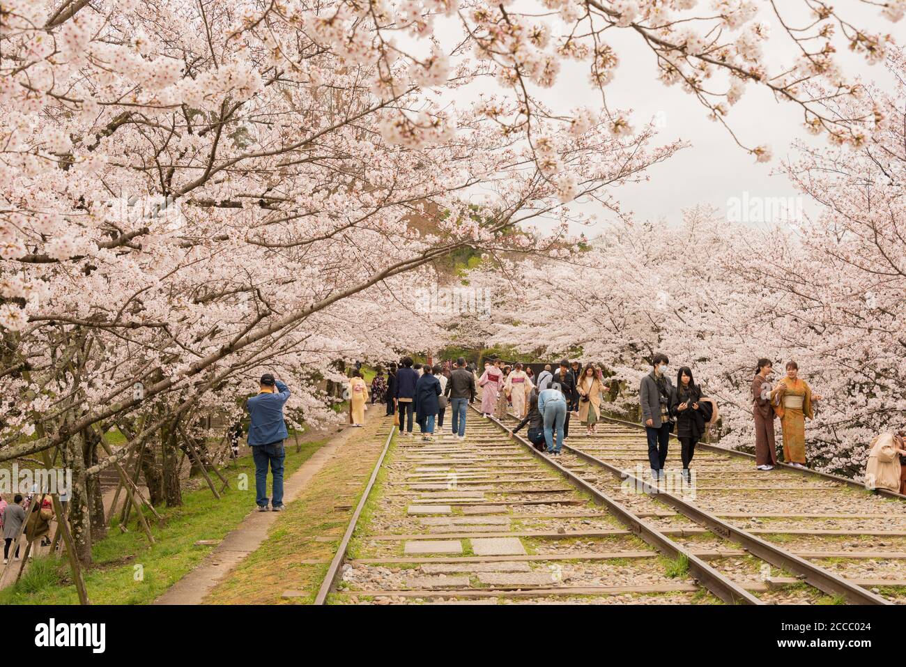 Fioritura dei ciliegi lungo il sito di Keage Incline a Kyoto, Giappone. Keage Incline è uno dei posti migliori per godersi la stagione della fioritura dei ciliegi a Kyoto. Foto Stock