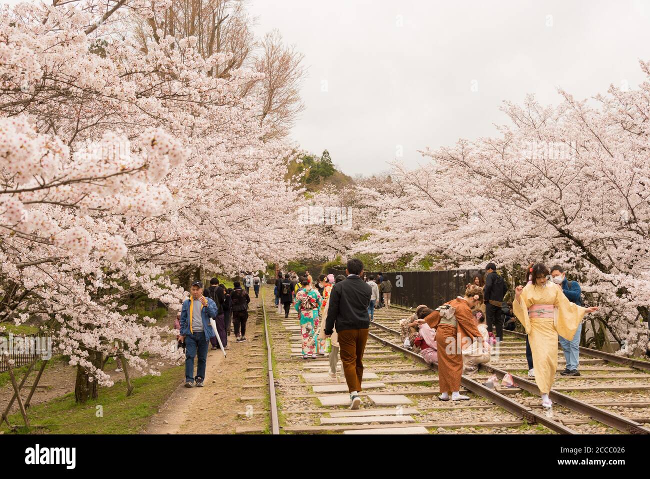 Fioritura dei ciliegi lungo il sito di Keage Incline a Kyoto, Giappone. Keage Incline è uno dei posti migliori per godersi la stagione della fioritura dei ciliegi a Kyoto. Foto Stock
