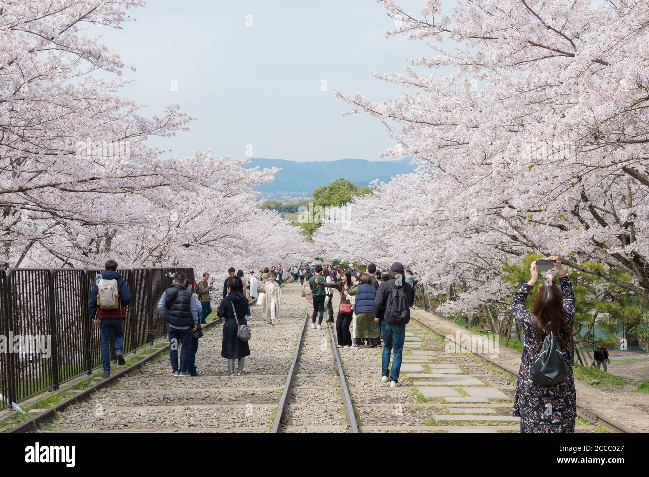 Fioritura dei ciliegi lungo il sito di Keage Incline a Kyoto, Giappone. Keage Incline è uno dei posti migliori per godersi la stagione della fioritura dei ciliegi a Kyoto. Foto Stock