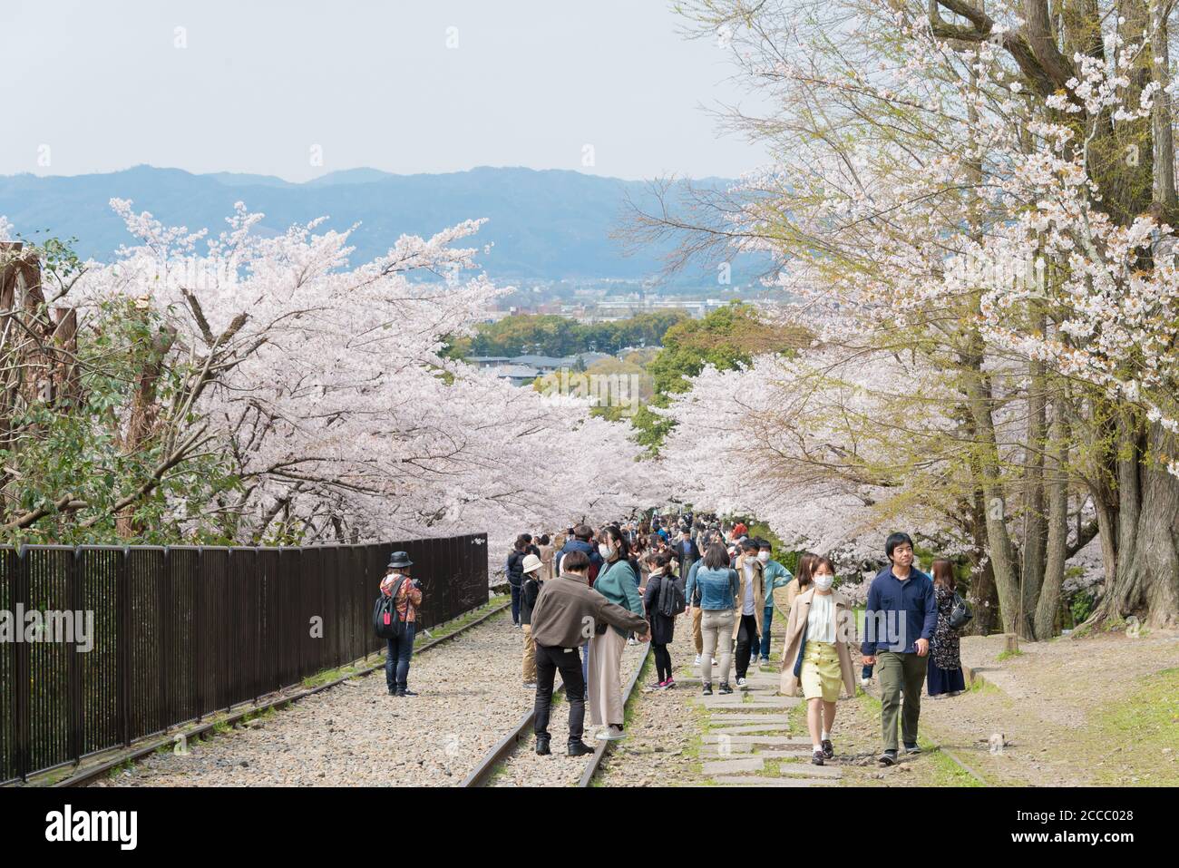 Fioritura dei ciliegi lungo il sito di Keage Incline a Kyoto, Giappone. Keage Incline è uno dei posti migliori per godersi la stagione della fioritura dei ciliegi a Kyoto. Foto Stock