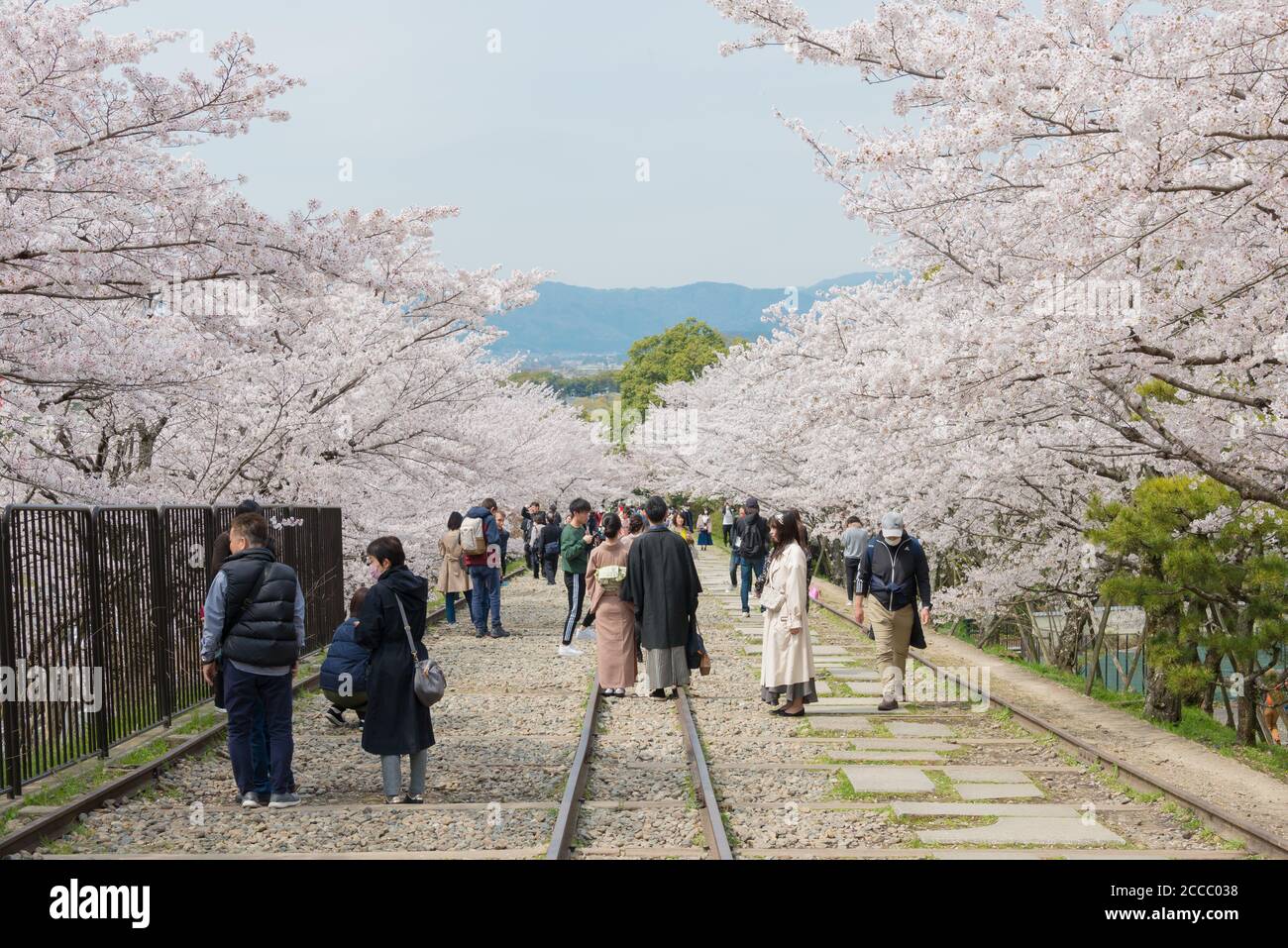 Fioritura dei ciliegi lungo il sito di Keage Incline a Kyoto, Giappone. Keage Incline è uno dei posti migliori per godersi la stagione della fioritura dei ciliegi a Kyoto. Foto Stock