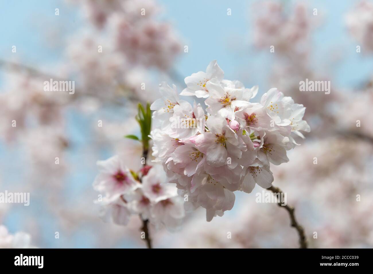 Fioritura dei ciliegi presso il sito di Keage Incline a Kyoto, Giappone. Keage Incline è uno dei posti migliori per godersi la stagione della fioritura dei ciliegi a Kyoto. Foto Stock
