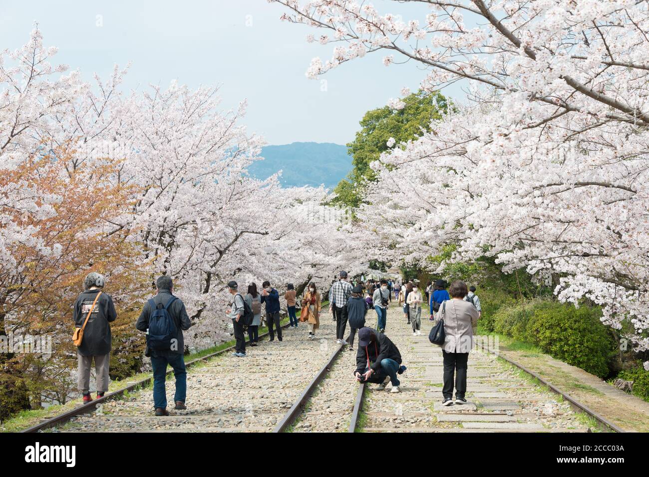 Fioritura dei ciliegi lungo il sito di Keage Incline a Kyoto, Giappone. Keage Incline è uno dei posti migliori per godersi la stagione della fioritura dei ciliegi a Kyoto. Foto Stock