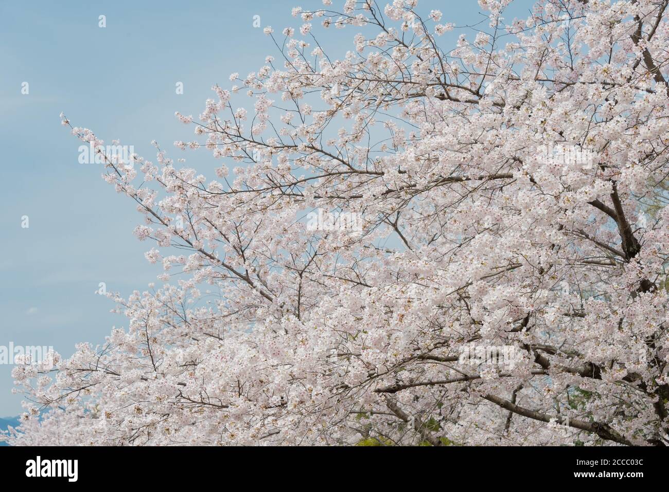 Fioritura dei ciliegi presso il sito di Keage Incline a Kyoto, Giappone. Keage Incline è uno dei posti migliori per godersi la stagione della fioritura dei ciliegi a Kyoto. Foto Stock