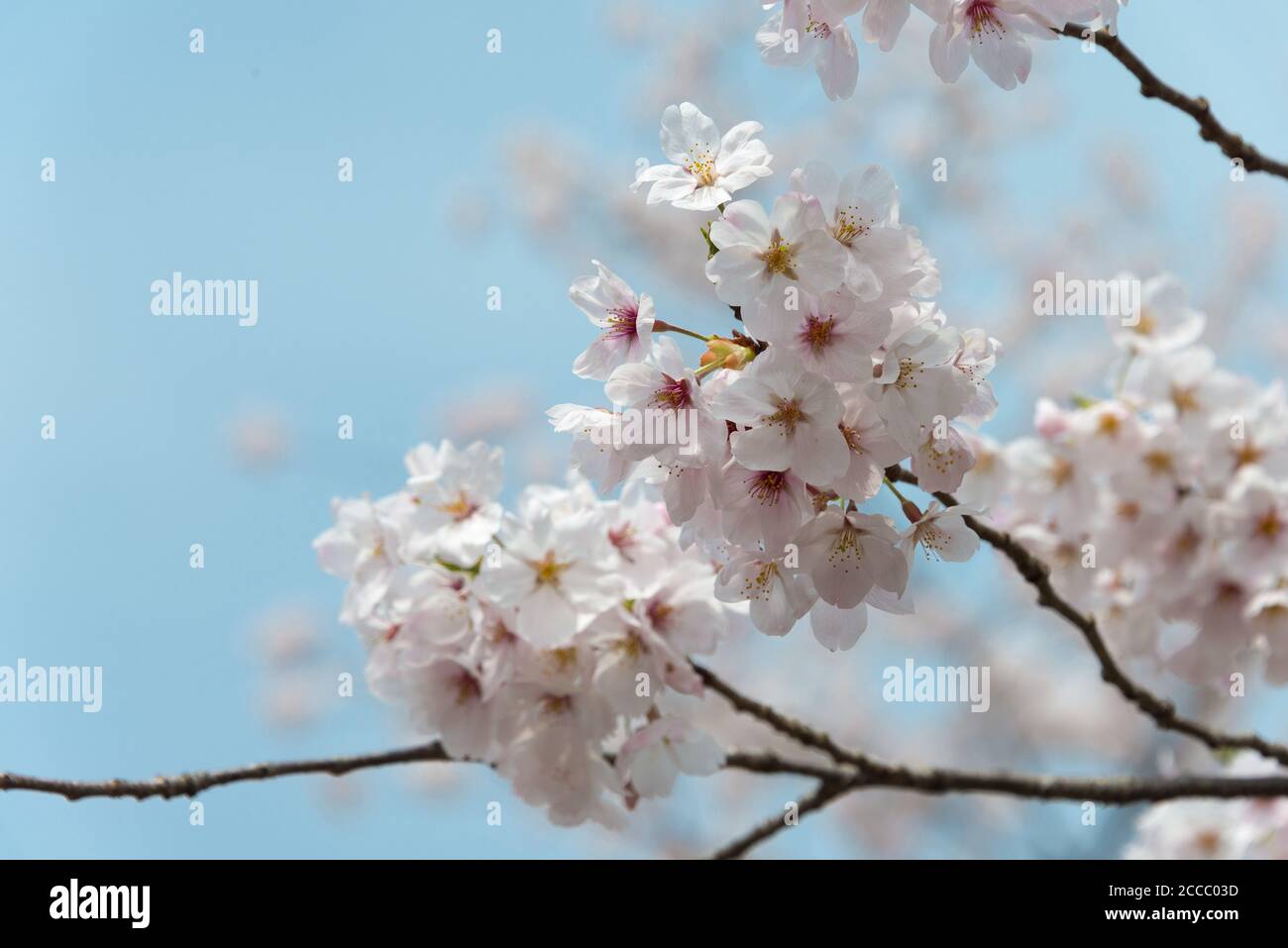 Fioritura dei ciliegi presso il sito di Keage Incline a Kyoto, Giappone. Keage Incline è uno dei posti migliori per godersi la stagione della fioritura dei ciliegi a Kyoto. Foto Stock