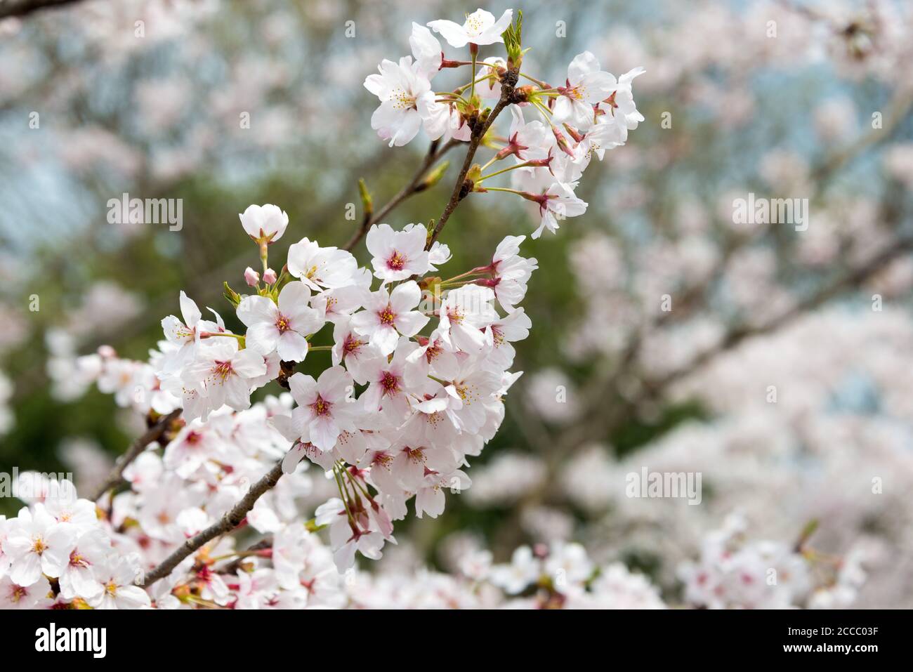 Fioritura dei ciliegi presso il sito di Keage Incline a Kyoto, Giappone. Keage Incline è uno dei posti migliori per godersi la stagione della fioritura dei ciliegi a Kyoto. Foto Stock