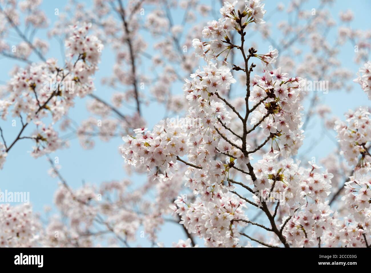 Fioritura dei ciliegi presso il sito di Keage Incline a Kyoto, Giappone. Keage Incline è uno dei posti migliori per godersi la stagione della fioritura dei ciliegi a Kyoto. Foto Stock