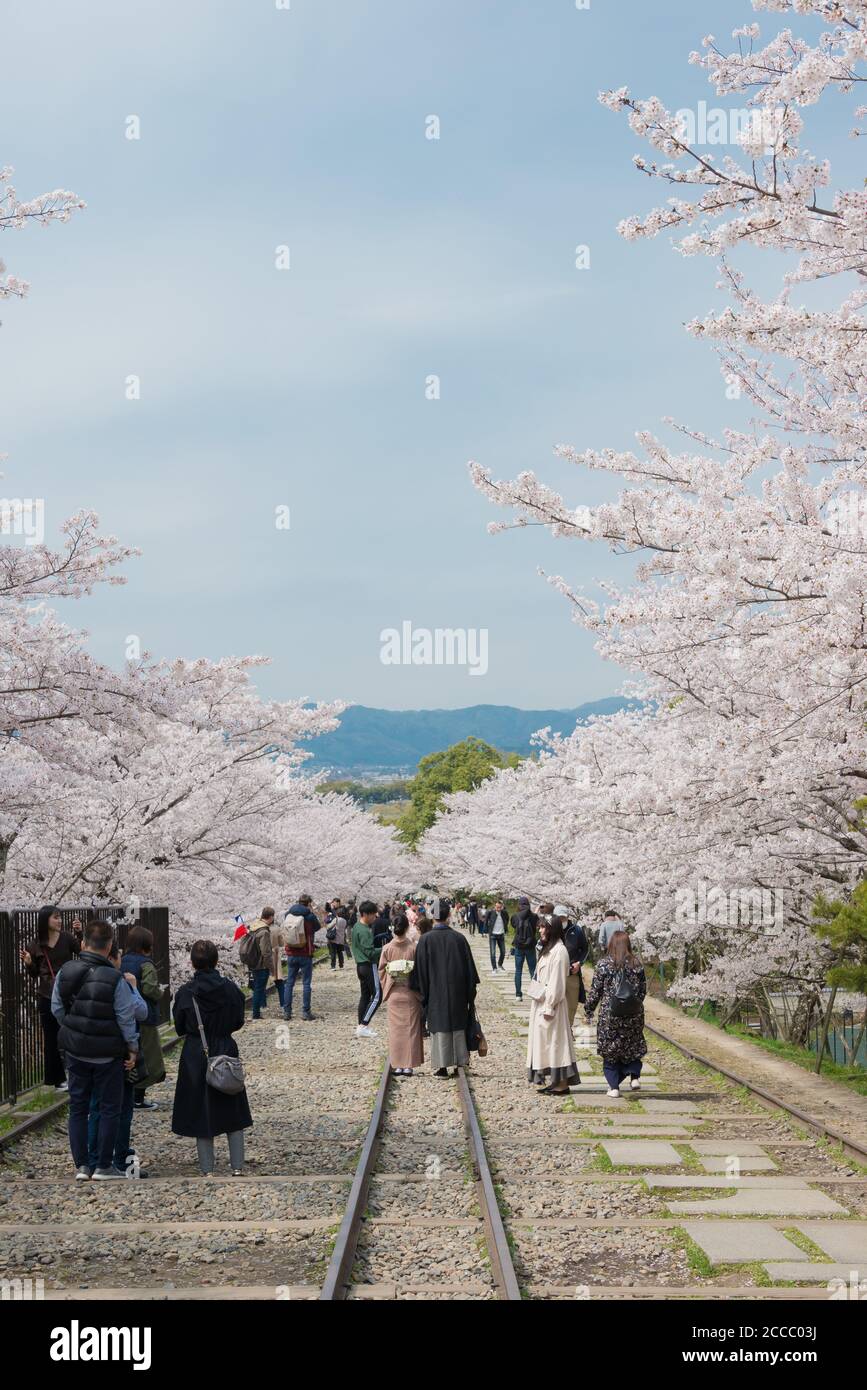 Fioritura dei ciliegi lungo il sito di Keage Incline a Kyoto, Giappone. Keage Incline è uno dei posti migliori per godersi la stagione della fioritura dei ciliegi a Kyoto. Foto Stock