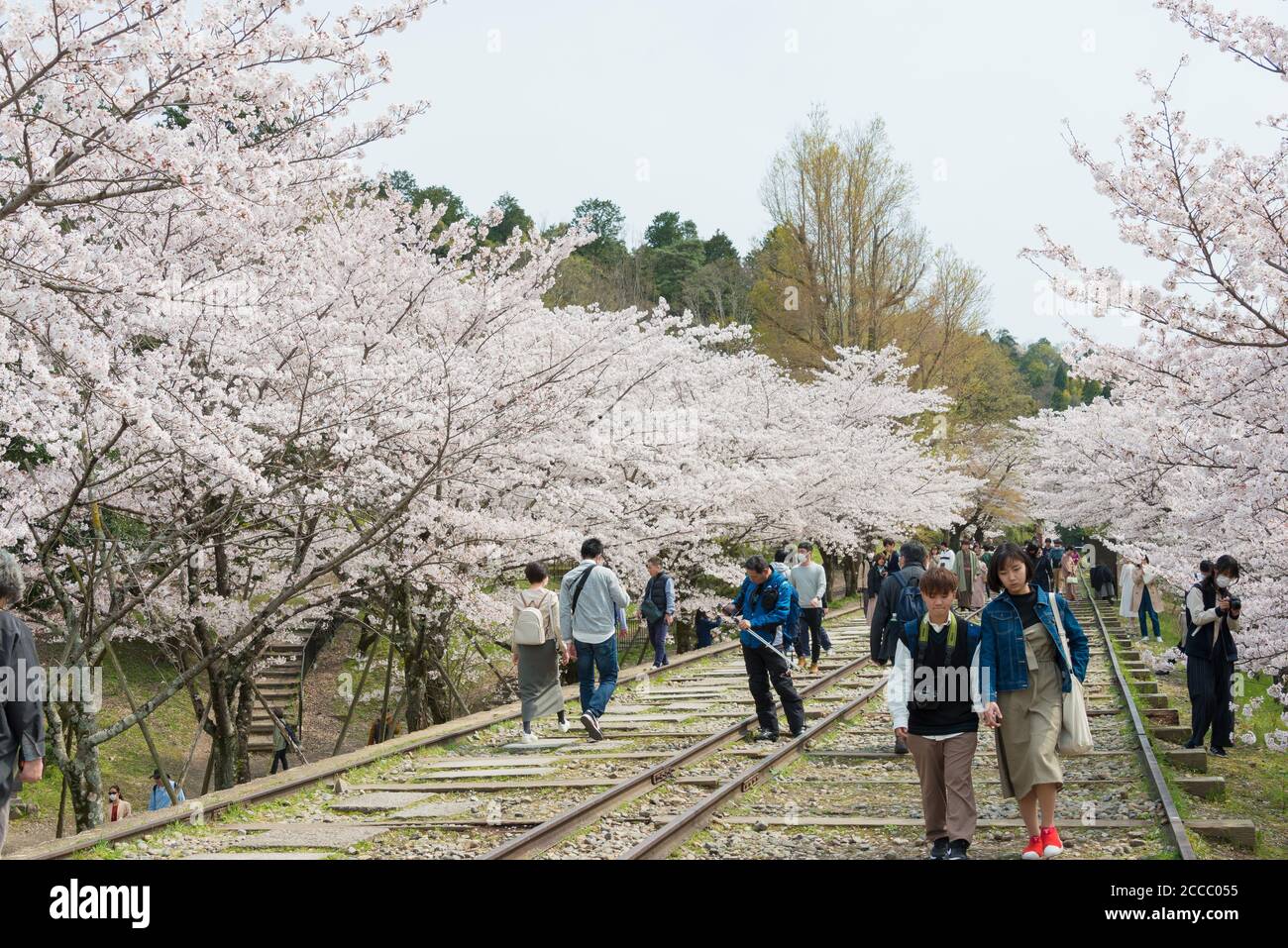 Fioritura dei ciliegi lungo il sito di Keage Incline a Kyoto, Giappone. Keage Incline è uno dei posti migliori per godersi la stagione della fioritura dei ciliegi a Kyoto. Foto Stock
