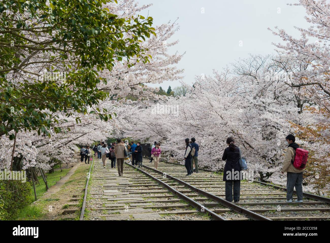 Fioritura dei ciliegi lungo il sito di Keage Incline a Kyoto, Giappone. Keage Incline è uno dei posti migliori per godersi la stagione della fioritura dei ciliegi a Kyoto. Foto Stock
