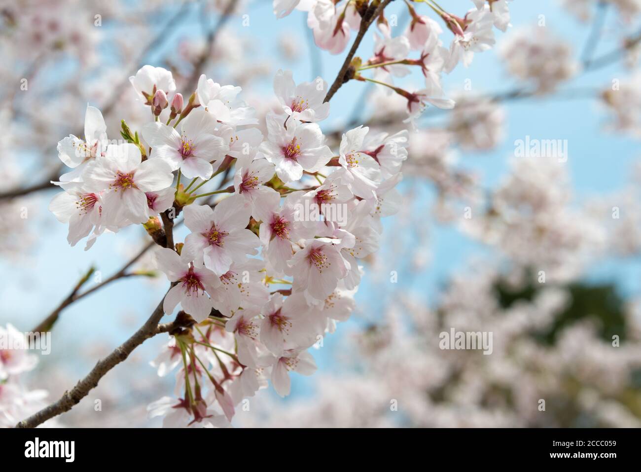 Fioritura dei ciliegi presso il sito di Keage Incline a Kyoto, Giappone. Keage Incline è uno dei posti migliori per godersi la stagione della fioritura dei ciliegi a Kyoto. Foto Stock