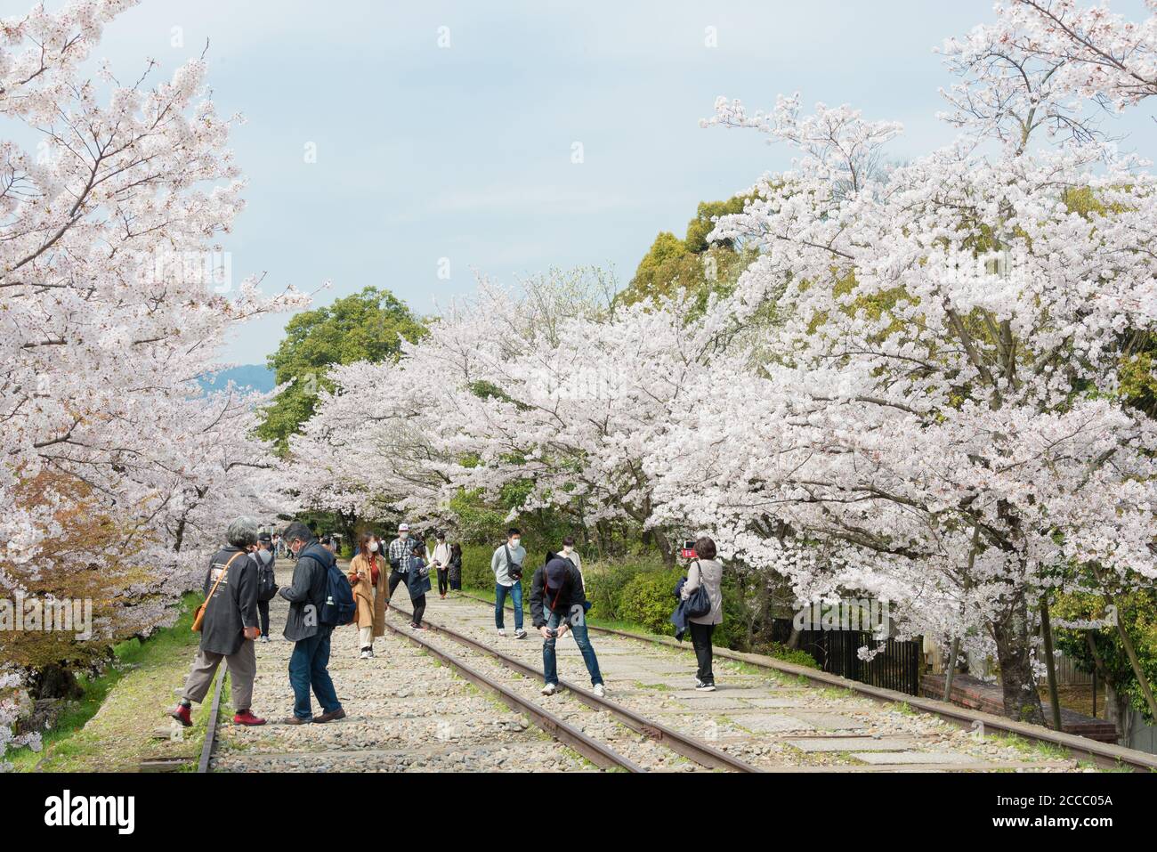 Fioritura dei ciliegi lungo il sito di Keage Incline a Kyoto, Giappone. Keage Incline è uno dei posti migliori per godersi la stagione della fioritura dei ciliegi a Kyoto. Foto Stock